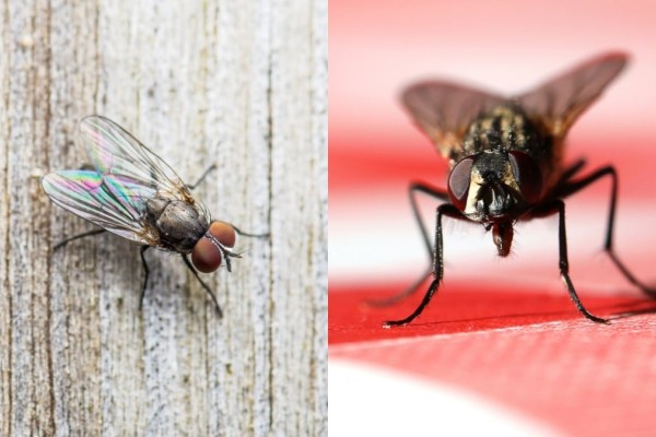 Δεν θα σε πλησιάσουν ξανά: Το άγνωστο κόλπο με το κερί για να απωθήσε διαπαντός τις μύγες