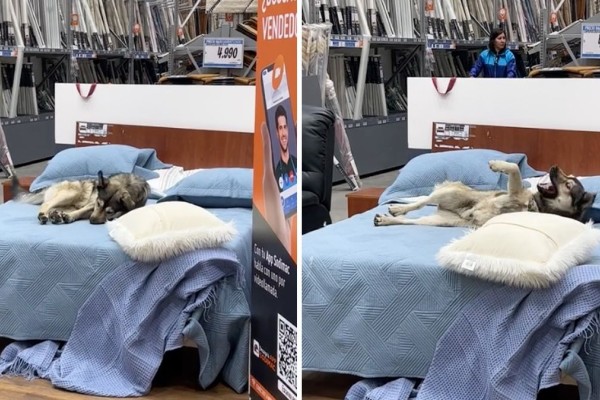 Αδέσποτος σκύλος μπήκε σε ένα κατάστημα και ξάπλωσε σε ένα από τα κρεβάτια προς πώληση: «Ποιοτικός έλεγχος»