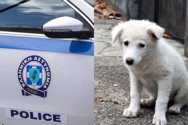 Βόλος: Καταγγελία σε 60χρονη που εγκατέλειψε χωρίς νερό και φαγητό δύο σκυλιά σε ταράτσα