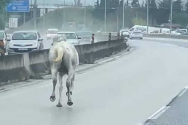 Συναγερμός στη Θεσσαλονίκη: Αναστάτωση στην εθνική οδό – Άλογα έτρεχαν μέσα στο δρόμο