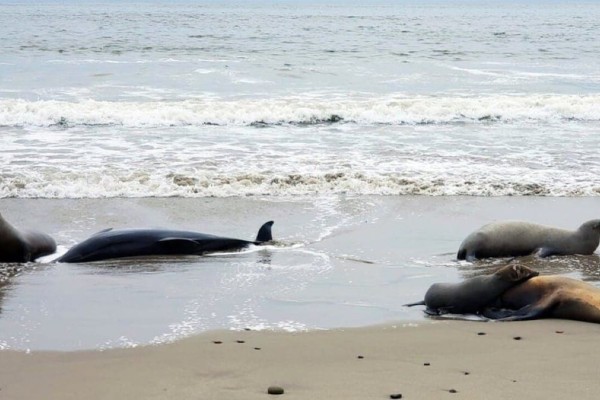 Σε συναγερμό οι ΗΠΑ: Τοξικά φύκια σκοτώνουν φάλαινες και θαλάσσια λιοντάρια - «Άνθρωποι περπατούν και συναντούν νεκρά ζώα»