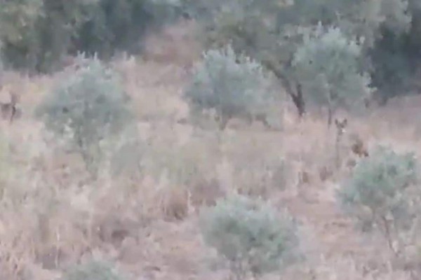 Τρόμος για αγρότη στον Πτελεό: Τον περικύκλωσε αγέλη λύκων καθώς βρισκόταν μόνος στο χωράφι (video)