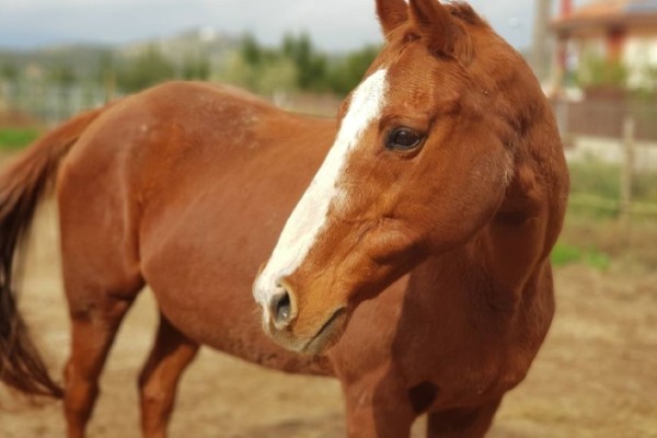 Αποτροπιασμός στα Χανιά: Άφησε το άλογό του επί μέρες δεμένο κάτω από τον ήλιο χωρίς τροφή και νερό ώσπου ξεψύχησε