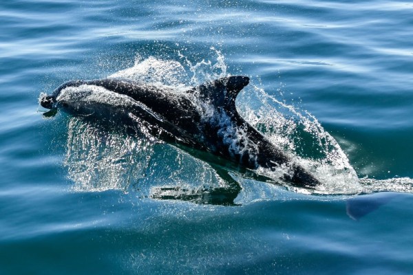Κρήτη: Κοπάδι δελφινιών πρόσφερε μοναδικό θέαμα ανοιχτά των Χανίων (video)
