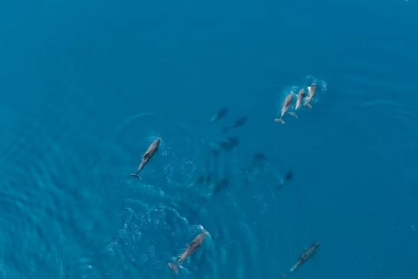 Υπερθέαμα με δελφίνια στον Θεολόγο Φθιώτιδας - Ένα ολόκληρο κοπάδι «χορεύει» στο νερό (video)