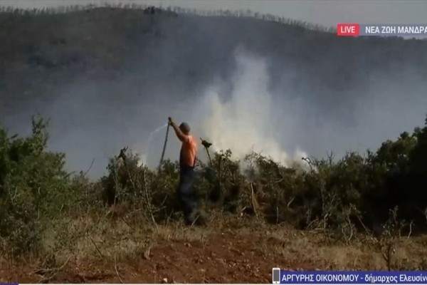 Αγωνιώδης κραυγή απο τον δήμαρχο Ελευσίνας: «Ζητώ βοήθεια! Χωρίς αεροπλάνα δεν λύνουμε το θέμα» - 20 μέτρα από το πρώτο σπίτι στον Νέο Πόντο η φωτιά (Video)