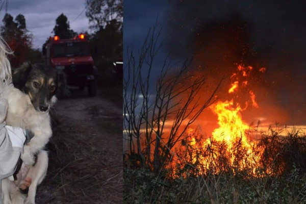 «Αυτή τη στιγμή θέλω να πεθάνω»: Συγκλονίζει η υπεύθυνη του καταφυγίου ζώων που κάηκε στο Λαγονήσι