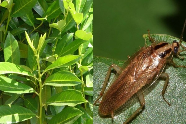 Οριστική απώθηση στις κατσαρίδες: 6 θαυματουργά φυτά που θα σας απαλλάξουν από την παρουσία τους