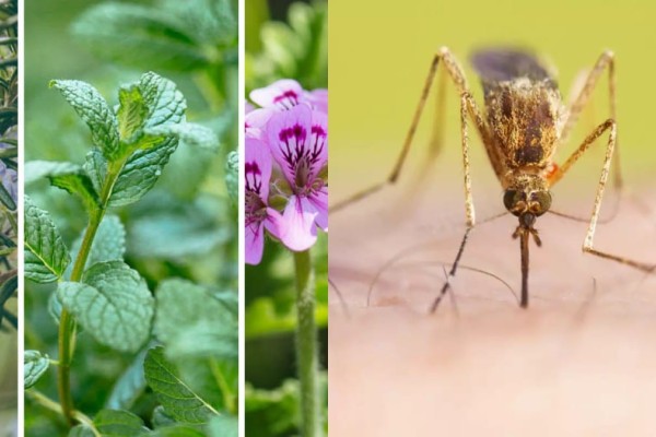 Φυτά στη «μάχη» κατά των κουνουπιών - Έτσι μπορείτε να τα κρατήσετε μακριά σας