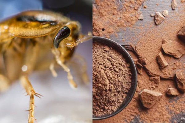 «Το αιώνιο σκοτάδι» για κατσαρίδες: Το κόλπο με το κακάο για να τις εξολοθρεύσετε στο πι και φι