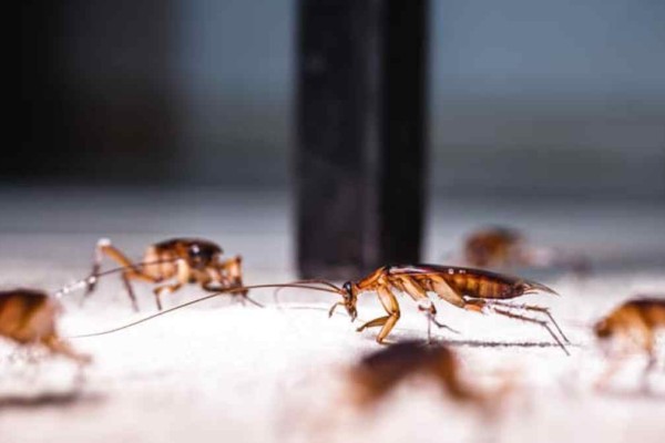 «Αντίο» κατσαρίδες και μυρμήγκια: Το άγνωστο υλικό που τα εξολοθρεύει σε χρόνο «μηδέν»