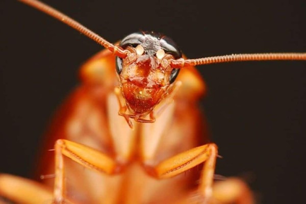 10 μύθοι και αλήθειες για τις κατσαρίδες που νικούν τον θάνατο και σπέρνουν τον τρόμο