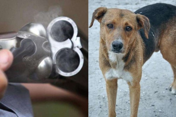 Κτηνωδία στην Αμφίπολη: Σκότωσαν με καραμπίνα αδέσποτο σκύλο - Είχαν επιχειρήσει και με φόλες