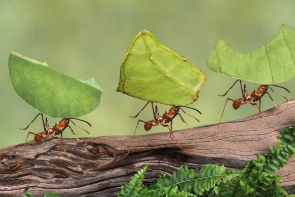 Μυρμήγκια στο σπίτι; 6 φυσικοί τρόποι εξόντωσης!