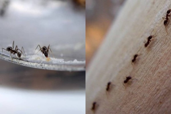 Μυρμήγκια στην κουζίνα: 6 απλά κόλπα για να απαλλαγείτε από τους ανεπιθύμητους... επισκέπτες 