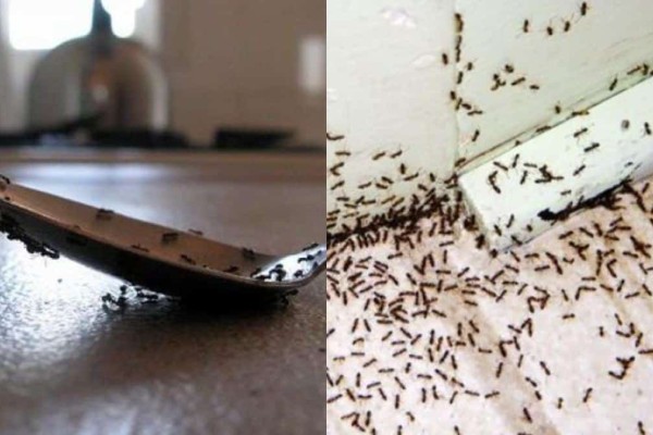 Μυρμήγκια σε πάγκους, μπαλκονόπορτες και αυλές: Τα 5 κόλπα των ειδικών για να τα εξαφανίσετε στο πι και φι