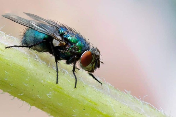 Εσύ το ήξερες; Οι μύγες «έλκονται» από το μπλε χρώμα