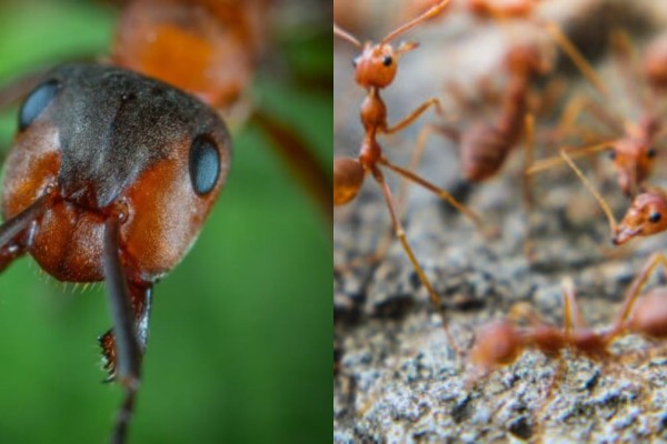 Τέλος στις μυρμηγκοφωλιές: 6 φυσικοί τρόποι για να απαλλαγείτε από τα μυρμήγκια μια και καλή
