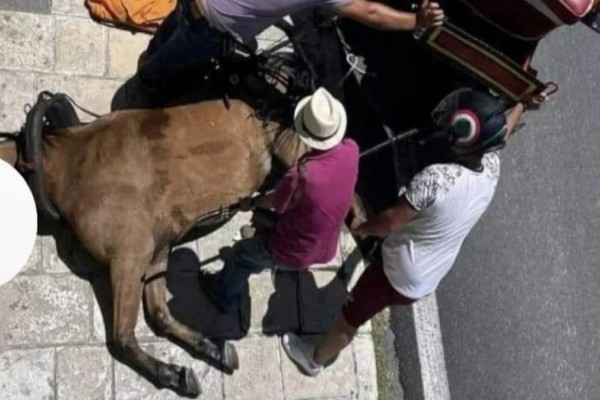 «Nτροπή! Δεν αντέχεται τέτοια αναισθησία από το ανθρώπινο είδος. Θυμός, θλίψη και απελπισία!» - Ορυμαγδός στα social media με το άλογο το οποίο κατέρρευσε και πέθανε στην Κέρκυρα (photos)