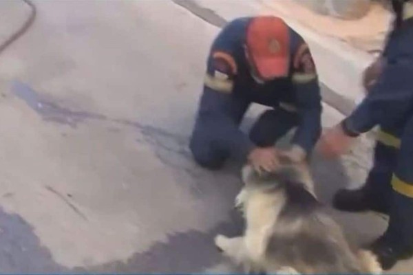 Φωτιά στον Κουβαρά: Πυροσβέστες παρηγορούν φοβισμένο σκύλο! (video)