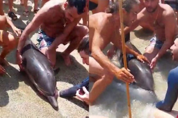 Θλιβερή εικόνα στην Τήνο: Δελφίνι ξεβράστηκε νεκρό στην παραλία Κολυμπήθρα