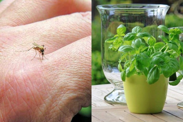 Διώξτε τα κουνούπια με φυτά! Απολαύστε ήσυχες βραδιές στο μπαλκόνι σας χωρίς τσιμπήματα