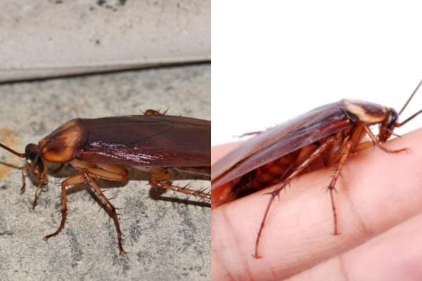 «Γλυκός» θάνατος για τις κατσαρίδες: Το σπιτικό μυστικό για οριστική εξόντωση με 2 υλικά