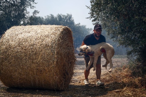 Συγκλονίζουν οι εικόνες από τη Φυλή: Κάτοικοι τρέχουν να σώσουν τα ζώα τους από τη φωτιά