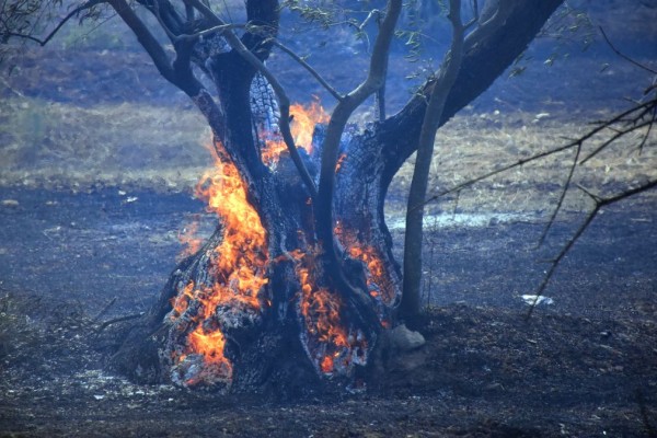 «Εφιάλτης» με τις αναζωπυρώσεις σε Έβρο και Πάρνηθα - Μήνυμα του 112 σε Δαδιά και Σουφλί