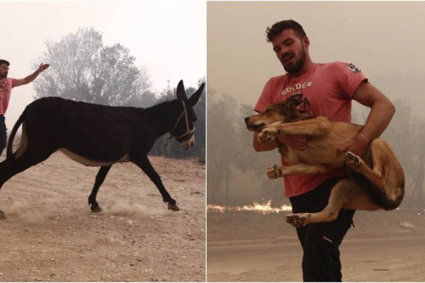 Φωτιά στη Φυλή: Η στιγμή που κάτοικος σώζει ζώα ενώ δίπλα του καίγονται τα πάντα (photos)
