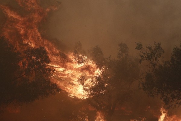 Φωτιά στην Πάρνηθα: Εκκενώνεται το κέντρο κράτησης στην Αμυγδαλέζα - 700 άτομα μεταφέρονται Πέτρου Ράλλη και Μαλακάσα (video)