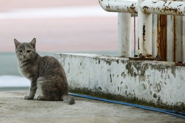 Φρίκη στη Θεσσαλονίκη: Νέο περιστατικό κακοποίησης ζώου - Κλώτσησαν γατάκι και του έσπασαν τη γνάθο