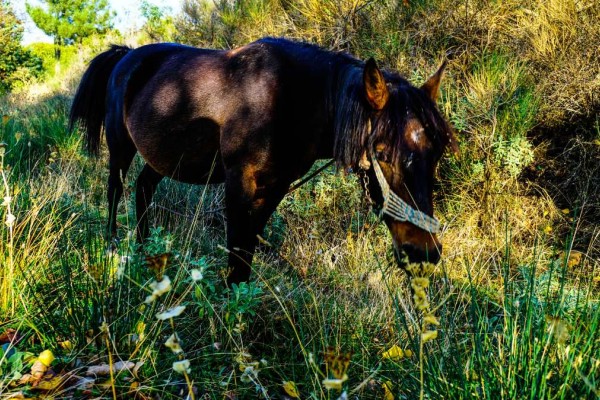 Φρίκη στη Χαλκίδα: Νεκρό άλογο στο οδόστρωμα, το είχαν δέσει με αλυσίδες και σχοινιά σε κολώνα φωτισμού