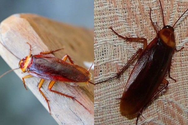 «Goodbye» κατσαρίδες: 5 δραστικά μέτρα για να τις διώξεις μια και καλή