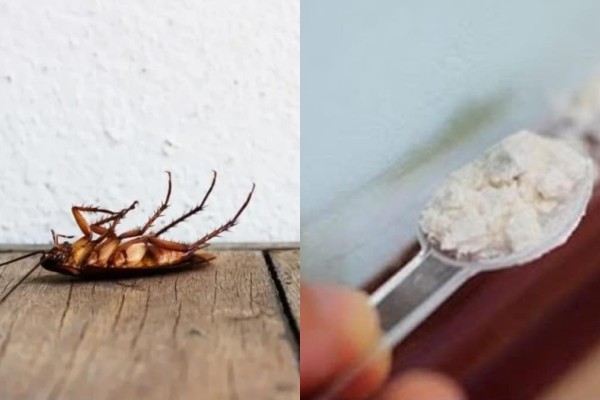 Εφιάλτης τέλος: Εξοντώστε τις κατσαρίδες με αλεύρι και 2 ακόμα υλικά
