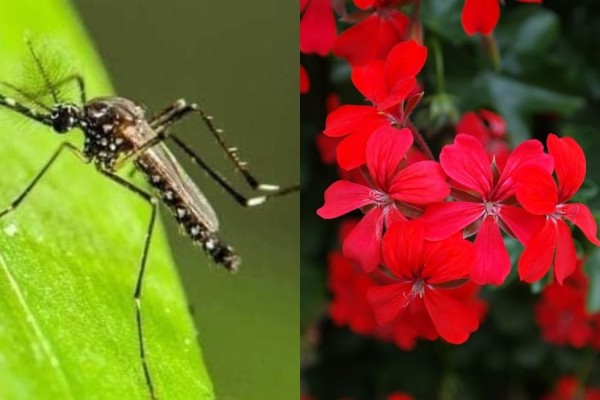 Ούτε αλοιφές, ούτε «φιδάκια»: Το θαυματουργό φυτό στο μπαλκόνι που θα εξαφανίσει τα κουνούπια στο πι και φι