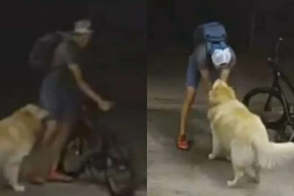 Απίστευτο: Διαρρήκτης σταμάτησε τη ληστεία για να χαϊδέψει το σκυλάκι της οικογένειας (video)