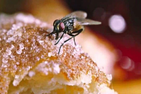 Μύγες στην κουζίνα; 6 τρόποι για να τις εξοντώσετε στο λεπτό