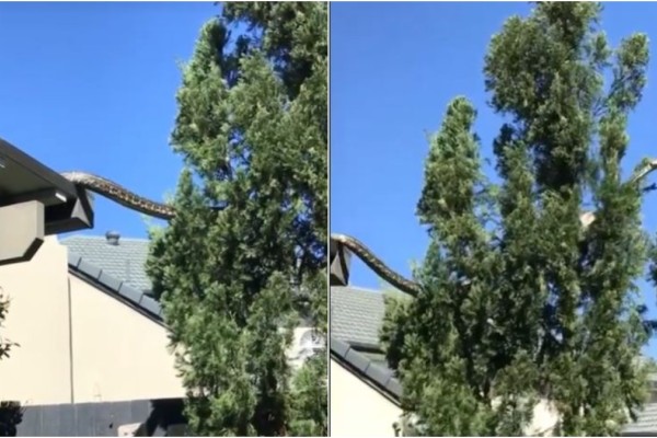 Ακραίο θέαμα στην Αυστραλία: Πύθωνας 5 μέτρων κατέβηκε από στέγη σπιτιού και «διέσχισε» δέντρα στον αέρα (video)