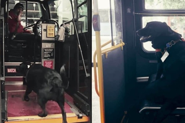 Τετραπέρατος σκυλάκος: Παίρνει μόνος του κάθε μέρα το λεωφορείο για να πάει βόλτα στο πάρκο