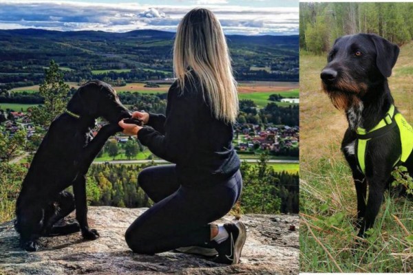 Ο αδέσποτος Μπομπ: Από το κλουβί της Λήμνου, σε σκυλί σωτήρας για αγνοούμενους στη Σουηδία