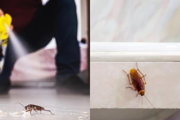 Θα κάνετε να τις δείτε χρόνια: Το δραστικό κόλπο για να απαλλαγείτε από τις κατσαρίδες στο σπίτι