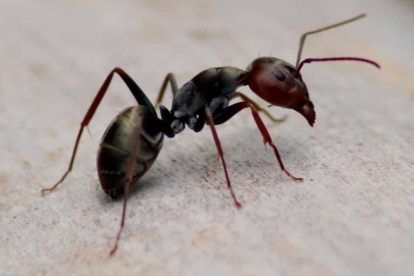 Συναγερμός για το κόκκινο μυρμήγκι της φωτιάς! Γιατί προκαλεί έντονη ανησυχία στους επιστήμονες;