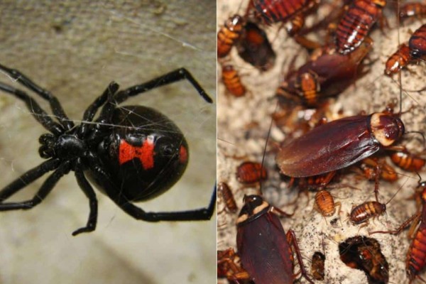 Πείτε το οριστικό αντίο: Το κόλπο των ειδικών για να εξαφανίσετε αράχνες, σφήκες, ψύλλους, κατσαρίδες και τσιμπούρια