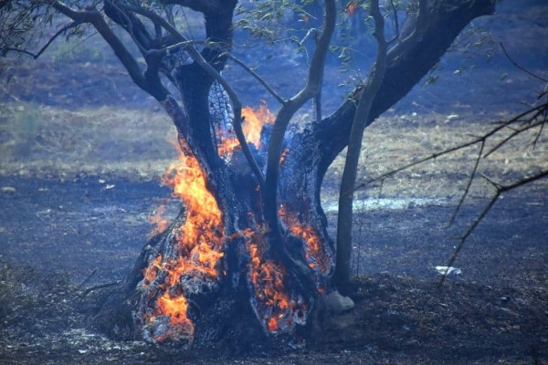 Φωτιά στον Έβρο: 582 πυροσβέστες μάχονται για 15η μέρα - Φόβος για ενίσχυση ανέμων