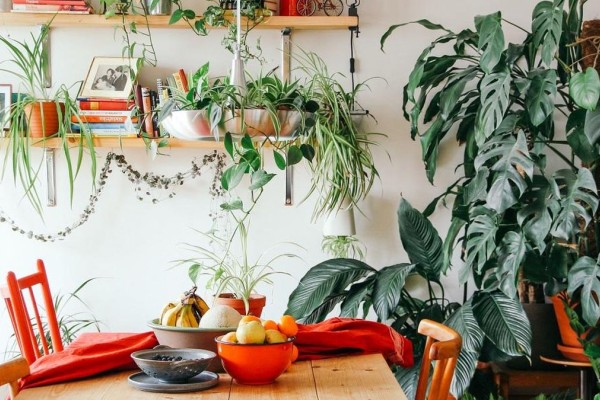 Τέρμα η υγρασία: 5 φυτά που λειτουργούν ως φυσικοί «αφυγραντήρες» για το σπίτι