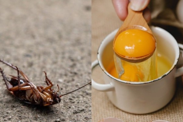 «Πάπαλα» οι κατσαρίδες: Μείγμα-θαύμα με αυγό και 1 ακόμη υλικό για να τις εξολοθρεύσετε για πάντα