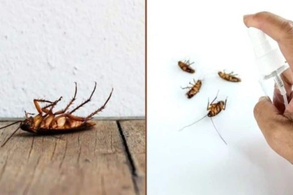 Τέζα οι κατσαρίδες και τα μυρμήγκια: Το έχετε ΟΛΟΙ στην κουζίνα και τα εξαφανίζει μια για πάντα!