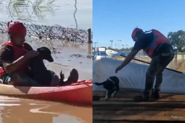 Υπερήρωες: Πυροσβέστες σώζουν σκυλάκι από πλημμυρισμένη επιχείρηση μετά την κακοκαιρία Daniel