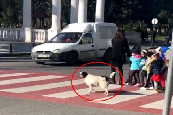 Πιο πολιτισμένος από τους περισσότερους: Aδέσποτος σκύλος γαβγίζει σε οδηγούς που παραβιάζουν την πεζοδιάβαση και συνοδεύει μικρά παιδιά (video)